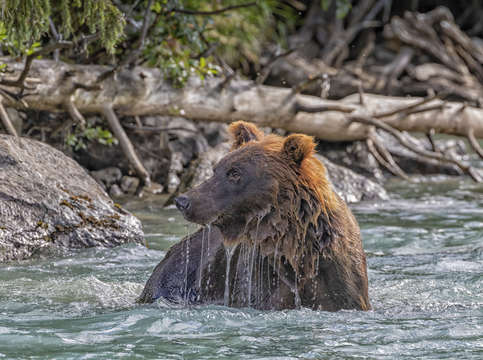 Bear bath
