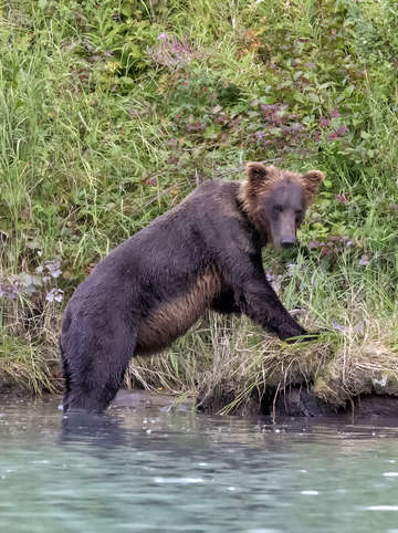 Bear searching