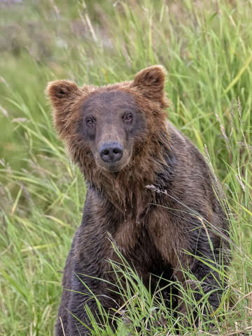 Bear portrait