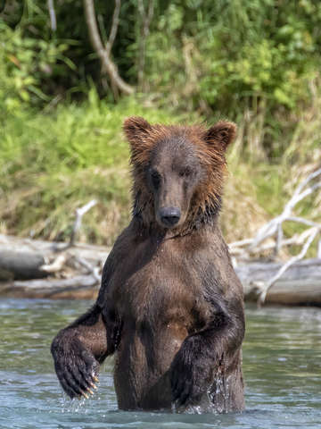 Standing bear