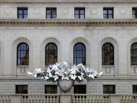 Mariposas butterflies at central library