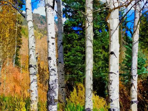 Hillside aspen grove