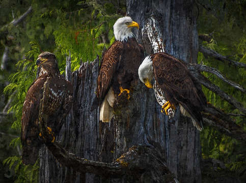 Three sentinels of the forest