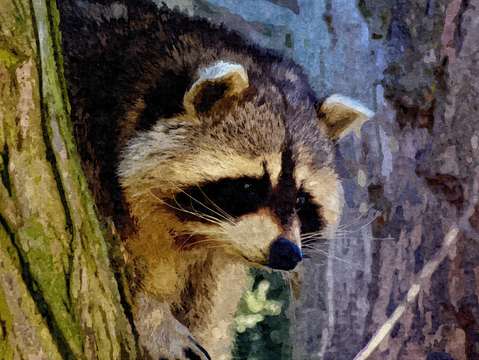Masked bandit raccoon