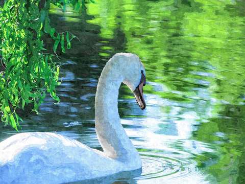 Solitary swan