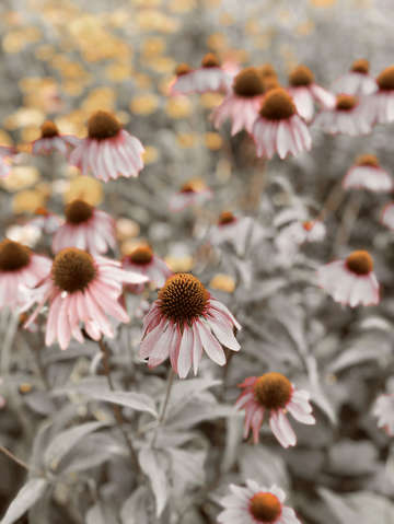 Her dreams came into full bloom