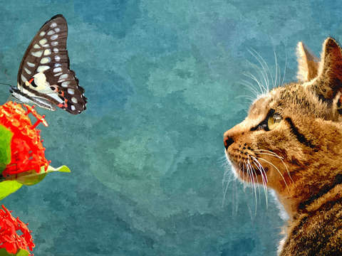 Cat watching a butterfly