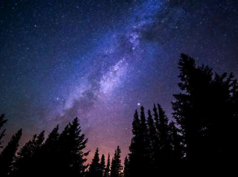 Conifers reaching to milky way