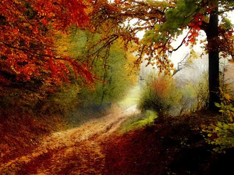 Autumn forest edge