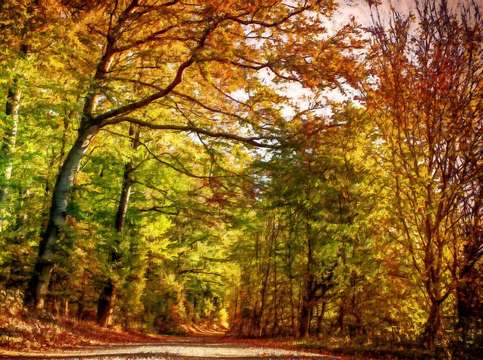 Path through autumn leaves