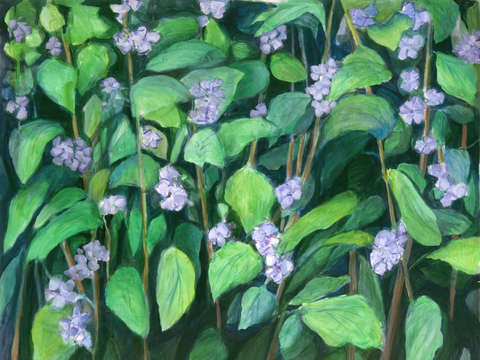 Wild purple phlox