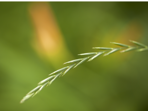 Grains