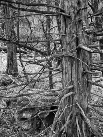Cedar gone by