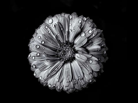 Backyard flowers in black and white 10