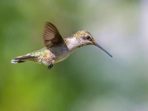 Hummingbird 7