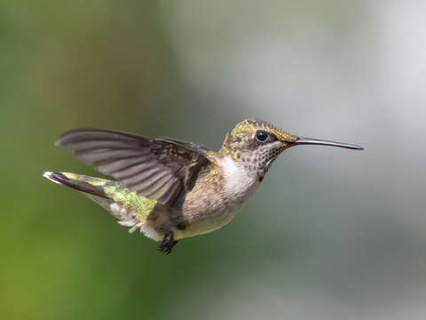 Hummingbird 8