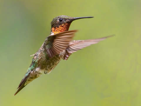Hummingbird wings forward