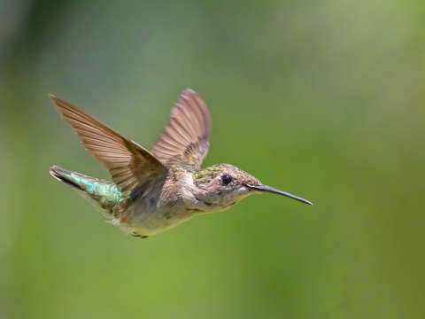 Hummingbird sky diving