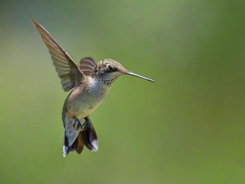 Hummingbird arched back