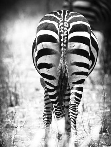 Zebra butt