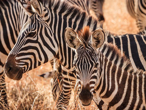 Zebras 2