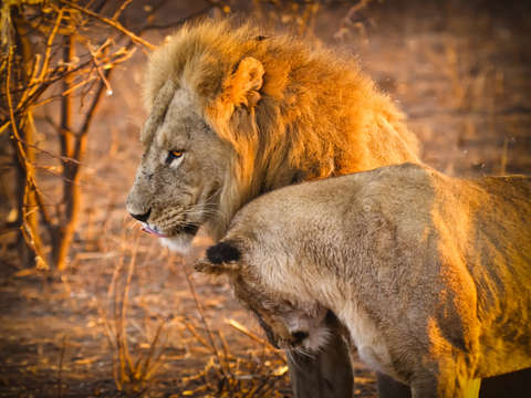 King and queen
