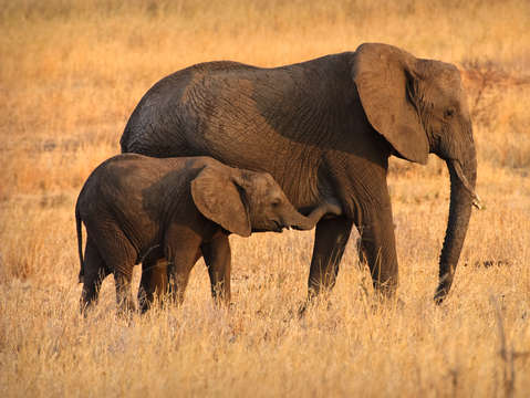 Mother and baby elephants