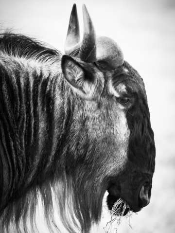 Wildebeest