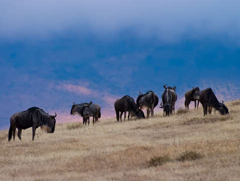 Wildebeest in ngorongoro
