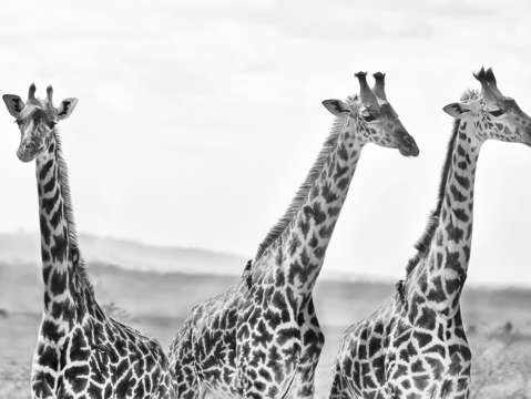 Three giraffes