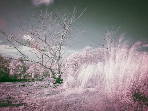Rite of spring ii
