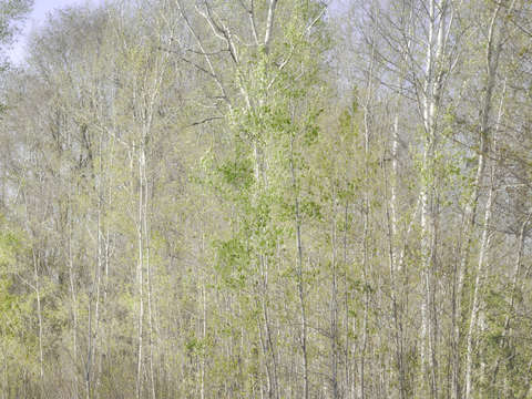 Birches and Poplars