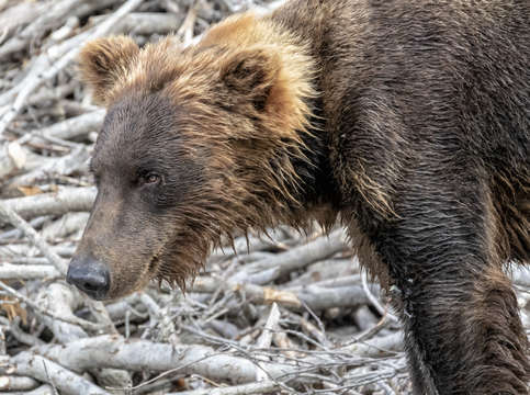 Hungry bear