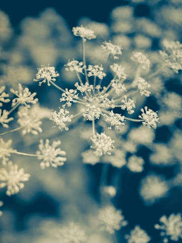 Indigo dill botanical study