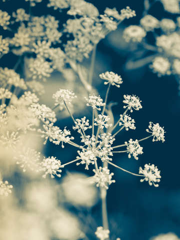 Indigo dill botanical study 2