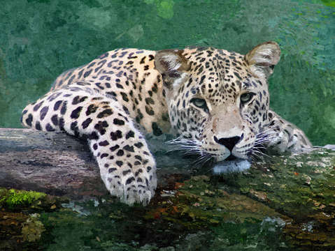 Snow leopard