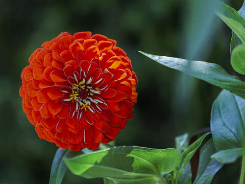 Zinnia 2