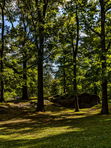Late afternoon trees