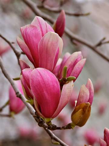 Magnolia Stellata in Spring