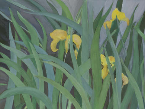776yellow iris