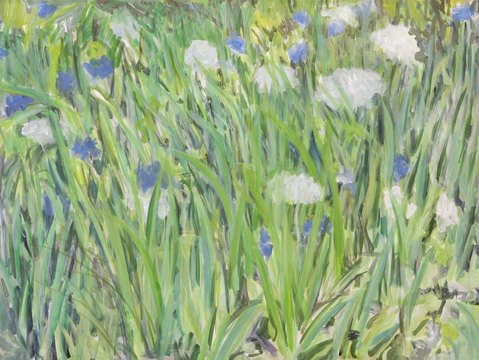 650 queen anns lace chicory