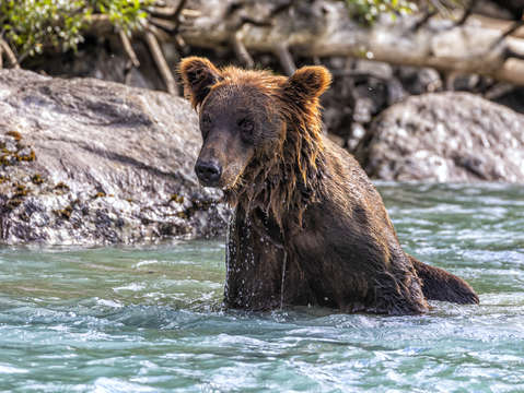 Bear bath 2