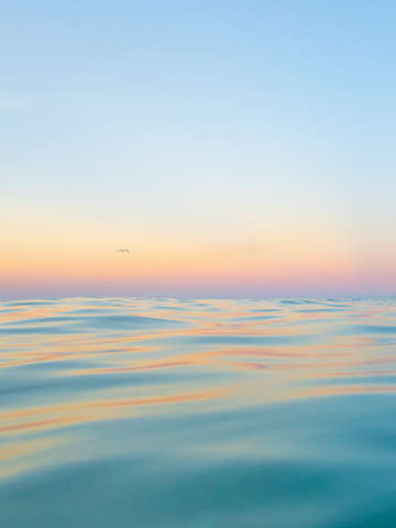 Seagull 1