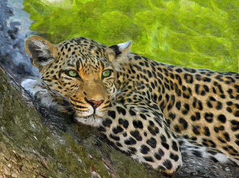 Leopard in the tree