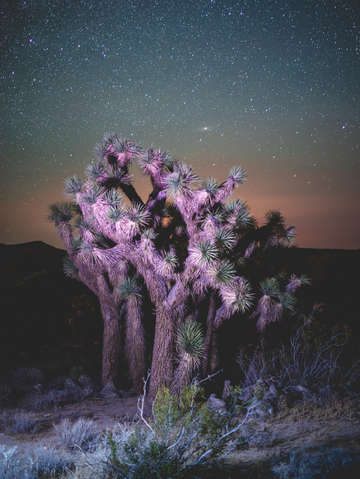 Desert 3 2