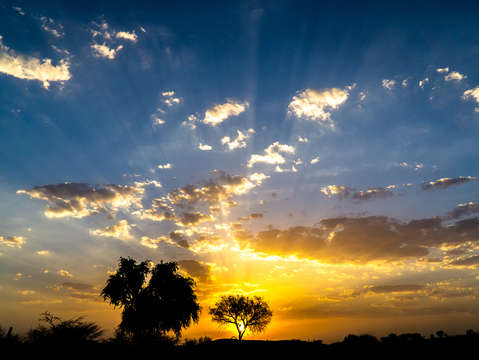 The sunset tree