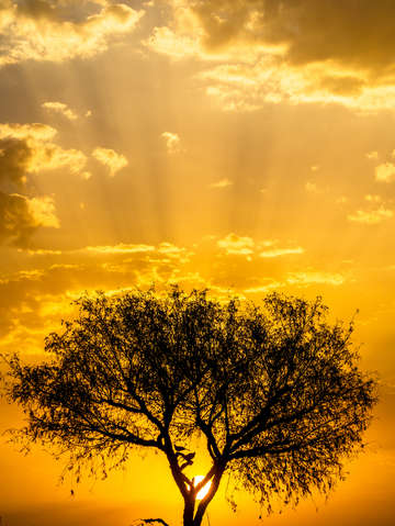 Resting sunset