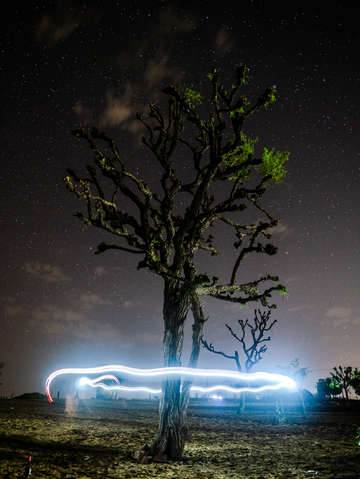 The halo tree