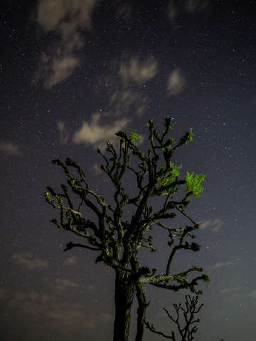 Moonlight tree