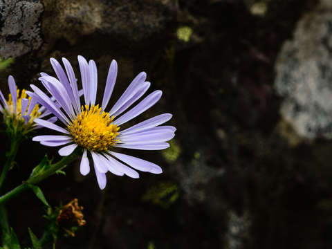 Aster 2